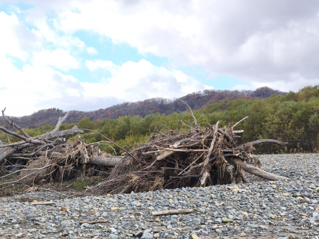 河原にたまった流木