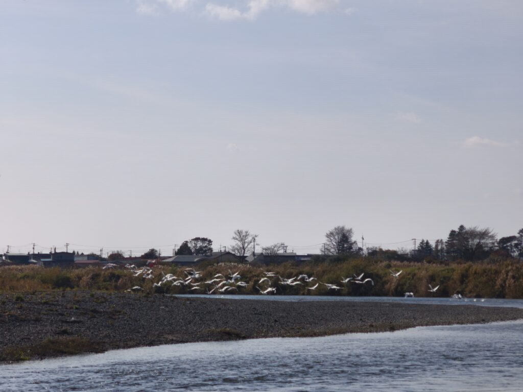 鵡川にいるハクチョウ